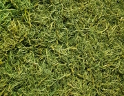 moospaneele-curly-moos-fruehlingsgruen-details