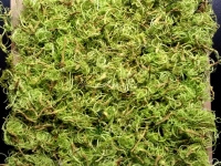 Moospaneele - Curly Moos - Farbe Green