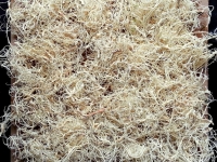 Moospaneele - Curly Moos - Farbe white