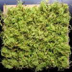 Moospaneele - Curly Moos - Farbe Green