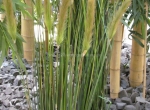 Grünraumgestaltung - Bambus - Möbelhaus - Küchenausstellung