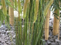 Grünraumgestaltung - Bambus - Möbelhaus - Küchenausstellung
