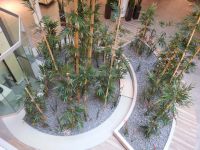 Innenraumbegrünung - Bambus - Küchenausstellung bei Erfurt