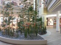 Innenraumbegrünung - Bambus - Küchenausstellung bei Erfurt