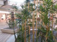 Innenraumbegrünung - Bambus - Küchenausstellung bei Erfurt