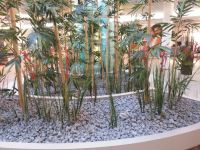 Innenraumbegrünung - Bambus - Küchenausstellung bei Erfurt