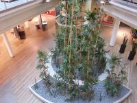 Innenraumbegrünung - Bambus - Küchenausstellung bei Erfurt