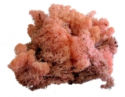 islandmoos-rosa-3