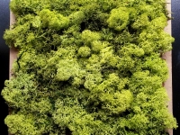 Moospaneele - Islandmoos - Green.jpg