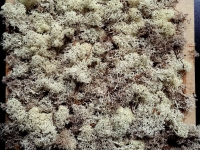 Moospaneele - Islandmoos - White