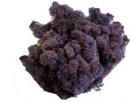 Islandmoos Aubergine