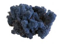 islandmoos-blau-3