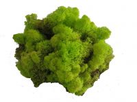 Islandmoos - Frühlingsgrün