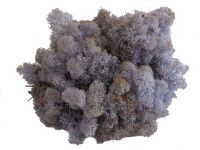 Islandmoos - Lavendel