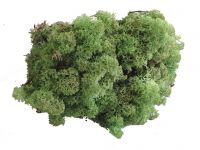 Islandmoos - Mintgrün