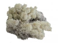 Islandmoos - Misty -White