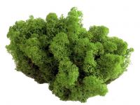 Islandmoos - Mittelgrün