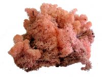 islandmoos-rosa-3