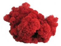 islandmoos-rot-3