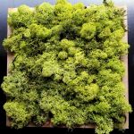 Moospaneele - Islandmoos - Green.jpg