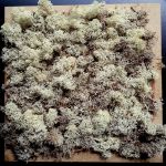 Moospaneele - Islandmoos - White