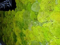 Mooswand - Kugelmoos - Küche