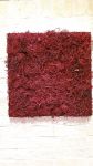 Moosbilder - Alurahmen - Curly Moos - bordeaux-2