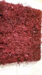 Moosbilder - Alurahmen - Curly Moos - bordeaux-3