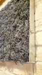 moosbilder-alu curly moos-grau-1
