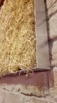 moosbilder-alu curly moos-natur-1