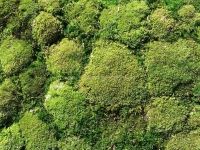 Mooswand - Bollmoos - Naturgrün