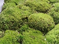 Mooswand - Bollmoos - Naturgrün