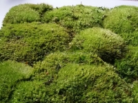 Mooswand - Bollmoos - Naturgrün