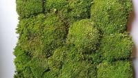 Mooswand - Bollmoos - Naturgrün