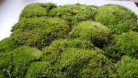 Mooswand - Bollmoos - Naturgrün