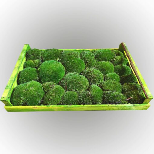 Bollenmoos - Lose - Grün - Holzkiste 38x58 cm