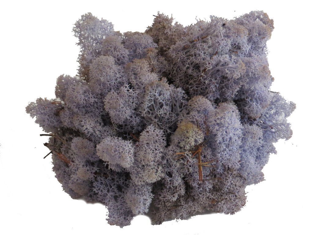 Islandmoos - Lavendel