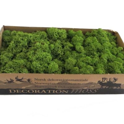 Islandmoos - Mittelgrün