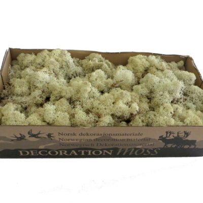 Konserviertes Islandmoos - Natur
