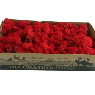 Islandmoos - Rot