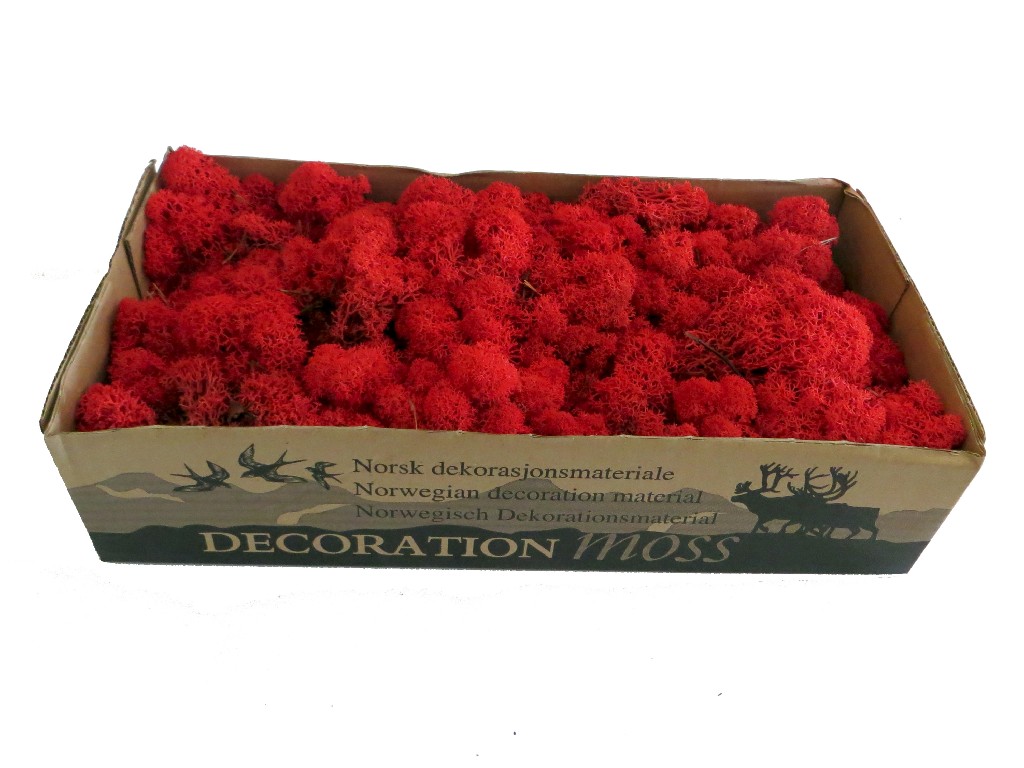 Islandmoos - Rot