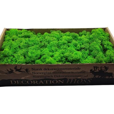 Konserviertes Islandmoos - Helles Grasgrün