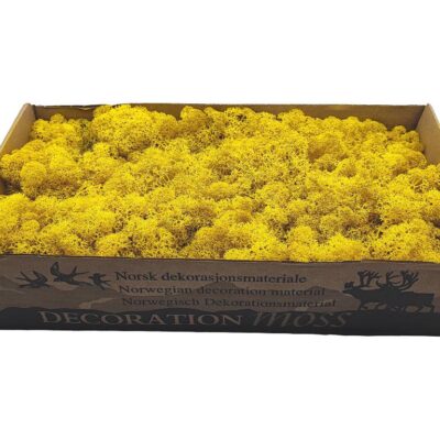Konserviertes Islandmoos Lose - Zitronengelb