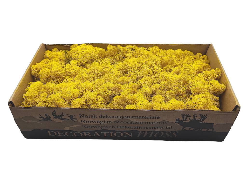 Konserviertes Islandmoos Lose - Zitronengelb