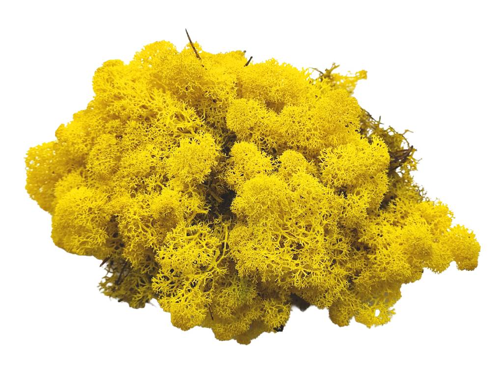 Konserviertes Islandmoos Lose - Zitronengelb