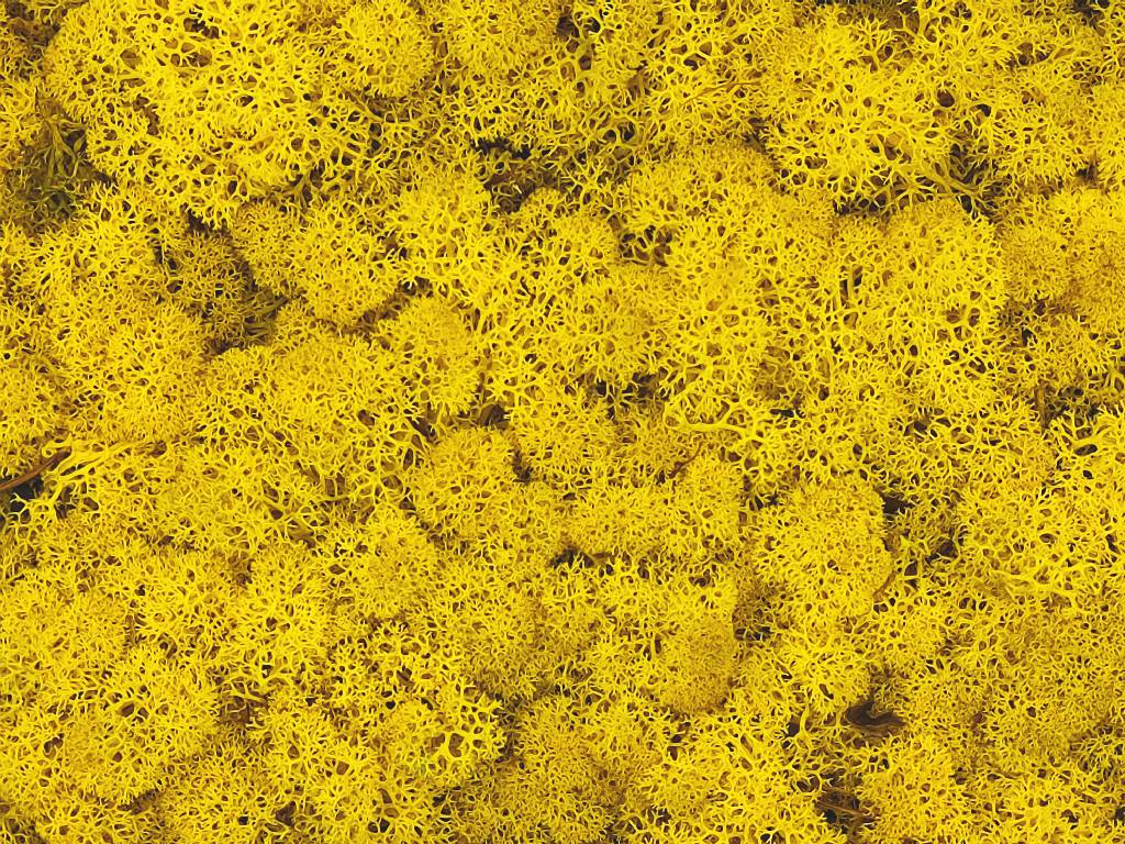 Konserviertes Islandmoos Lose - Zitronengelb