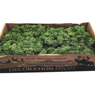 Konserviertes Islandmoos - Moosgrün