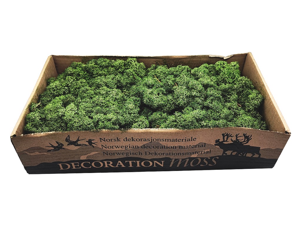 Konserviertes Islandmoos - Moosgrün