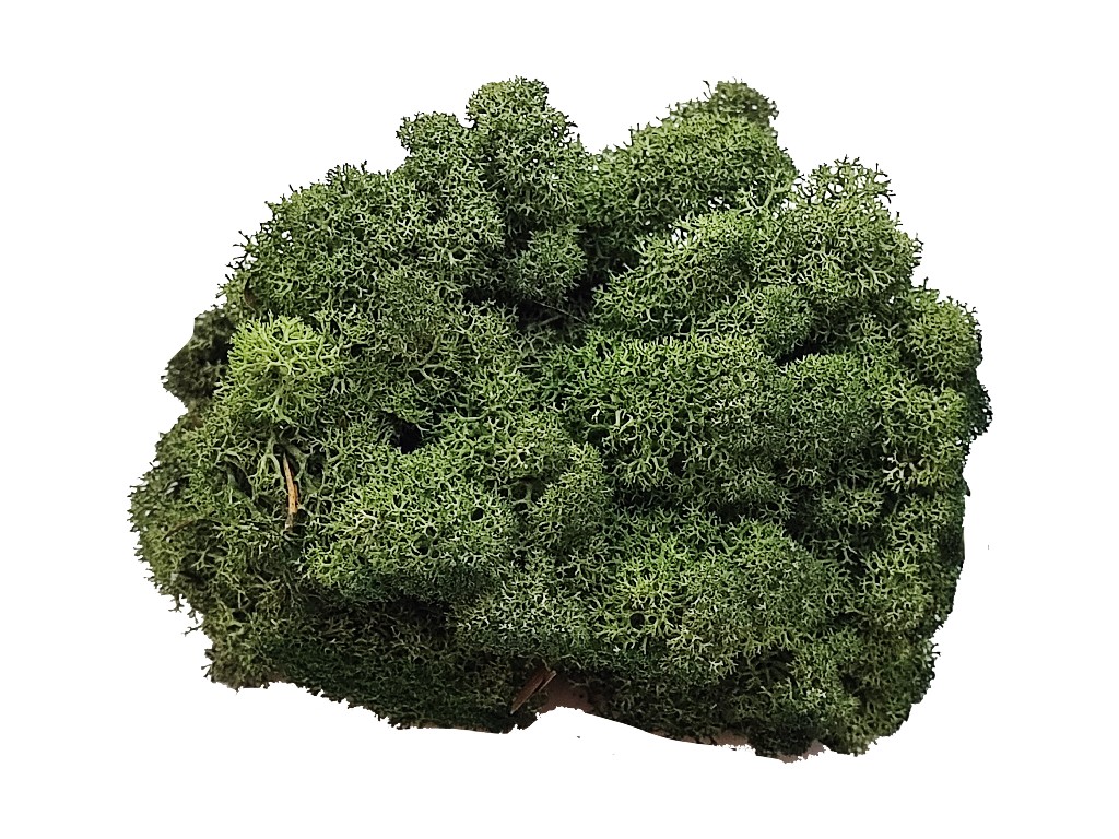 Konserviertes Islandmoos - Moosgrün