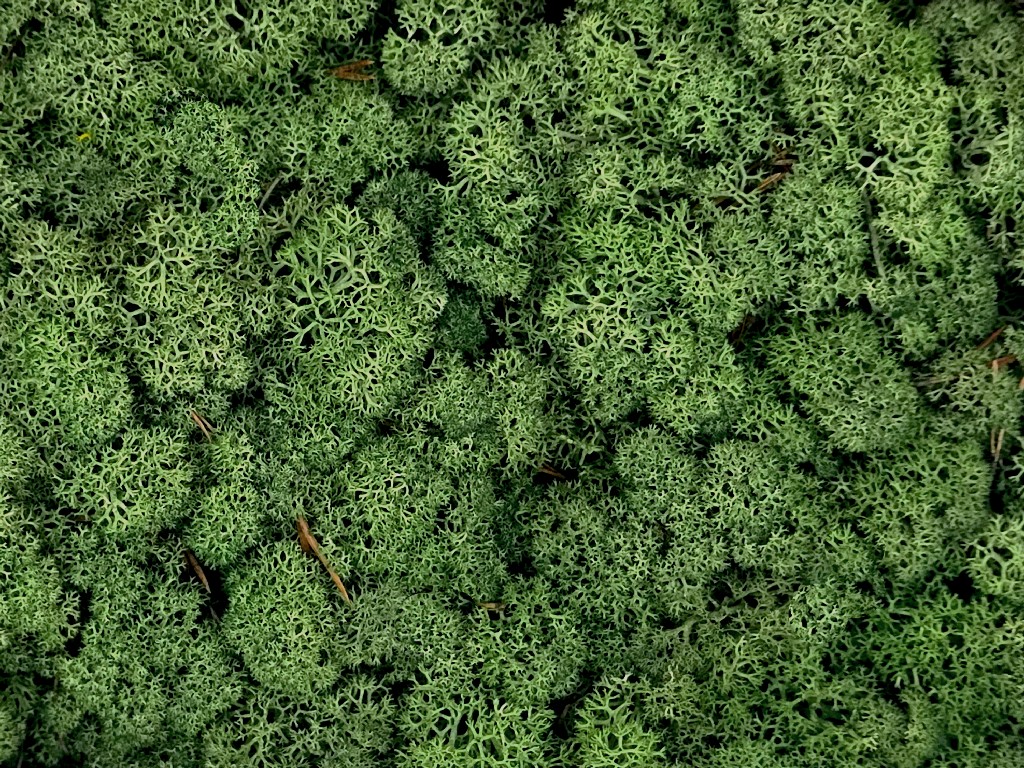 Konserviertes Islandmoos - Moosgrün